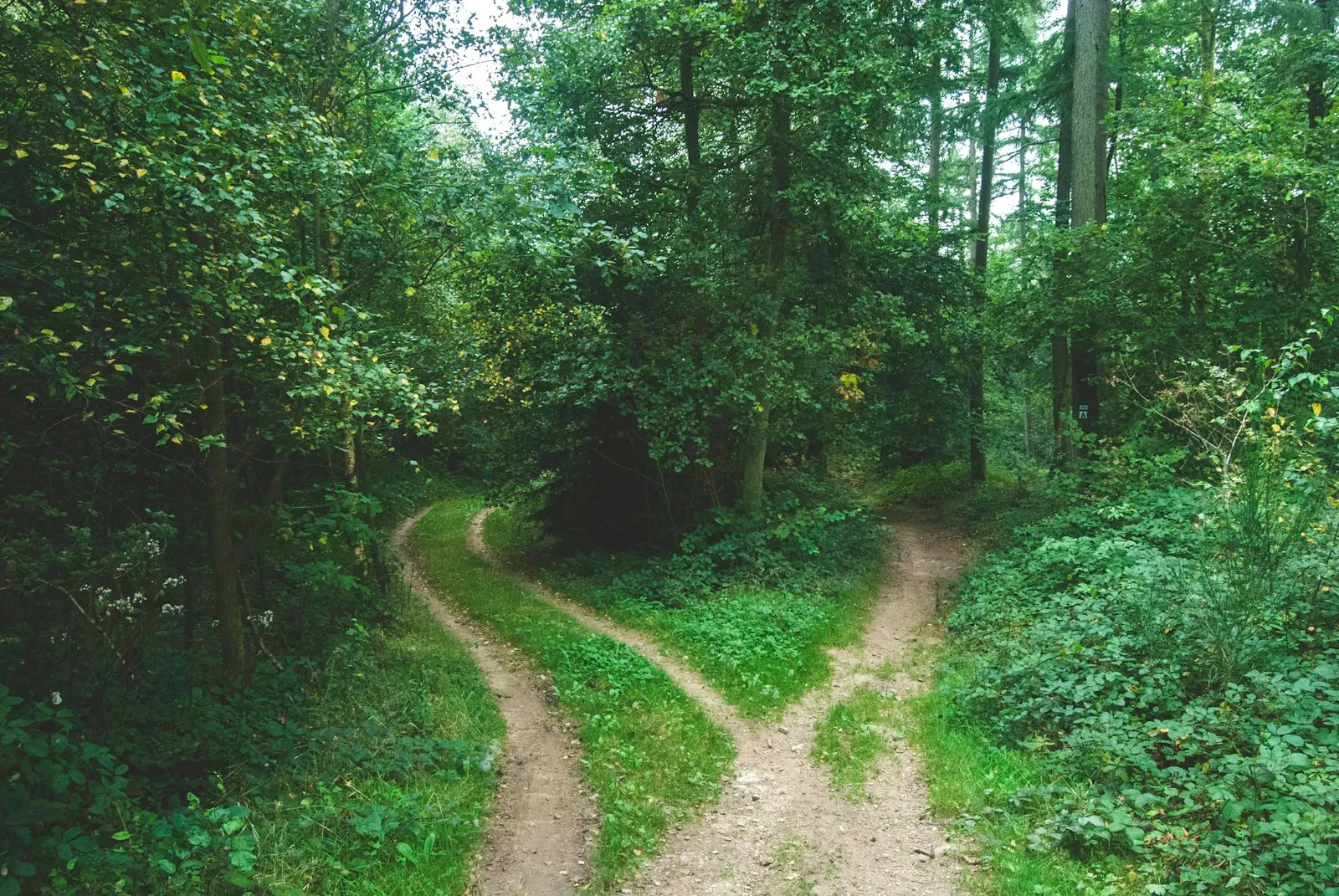 A dirt path through a green forest splitting into two separate trails